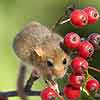 Dormouse