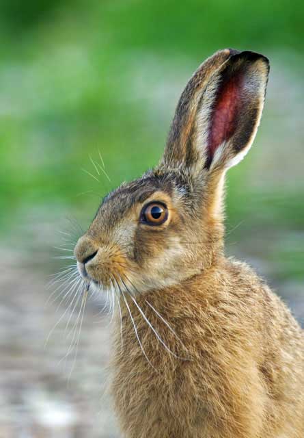 Brown Hare