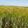 Barley Crops 