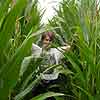 Maize Crops